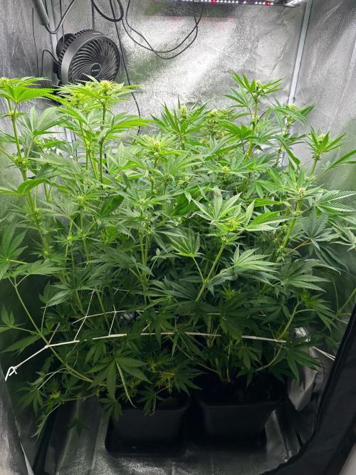 Blue Tropicana Milk. Week 8