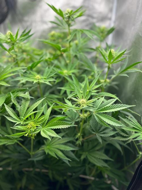 Blue Tropicana Milk. Week 8