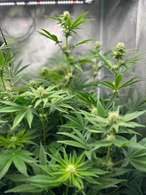 Blue Tropicana Milk. Week 8