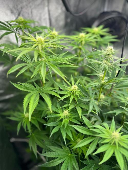 Blue Tropicana Milk. Week 8