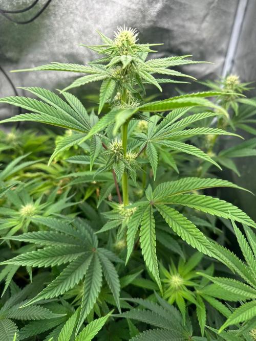 Blue Tropicana Milk. Week 8