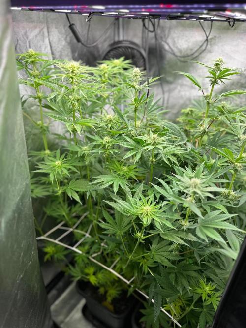 Blue Tropicana Milk. Week 8