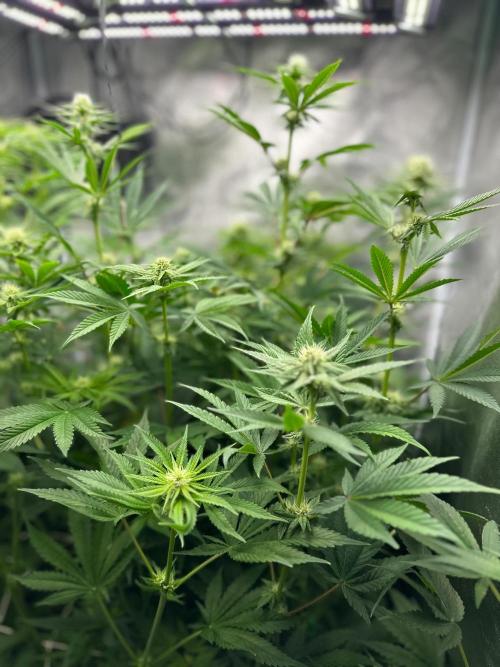 Blue Tropicana Milk. Week 9