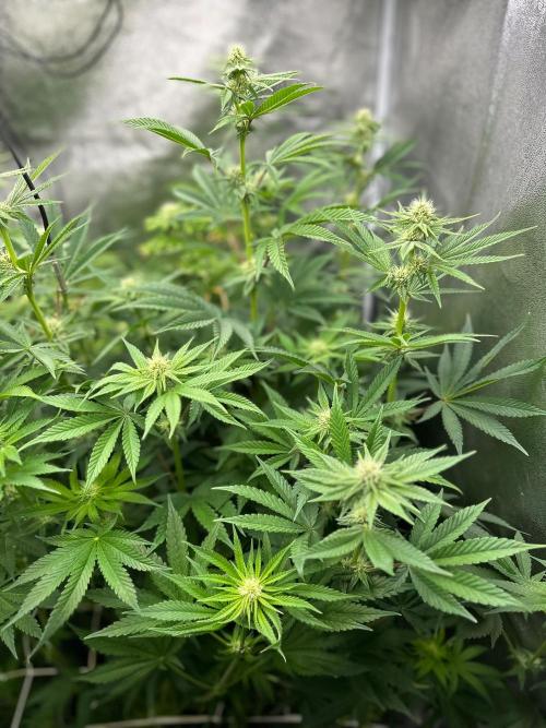 Blue Tropicana Milk. Week 9