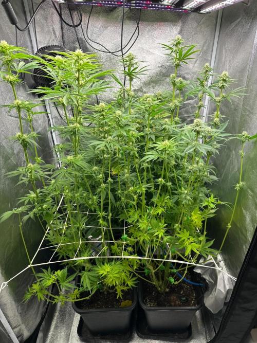 Blue Tropicana Milk. Week 9