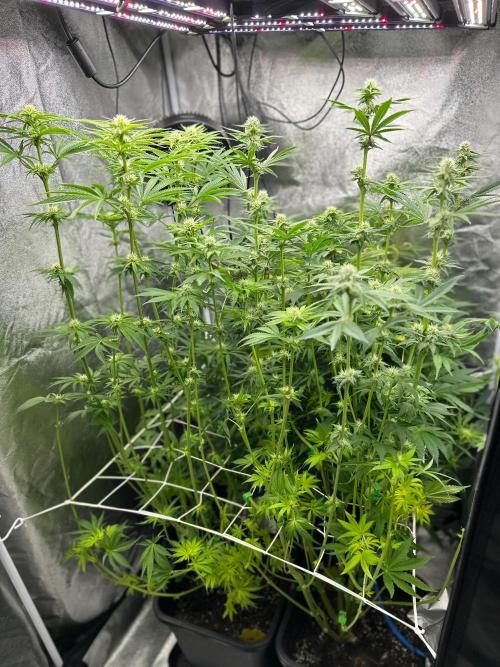 Blue Tropicana Milk. Week 9