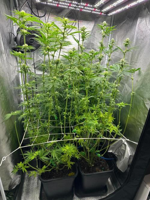 Blue Tropicana Milk. Week 9