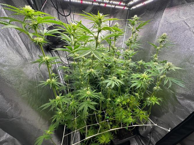 Blue Tropicana Milk. Week 9