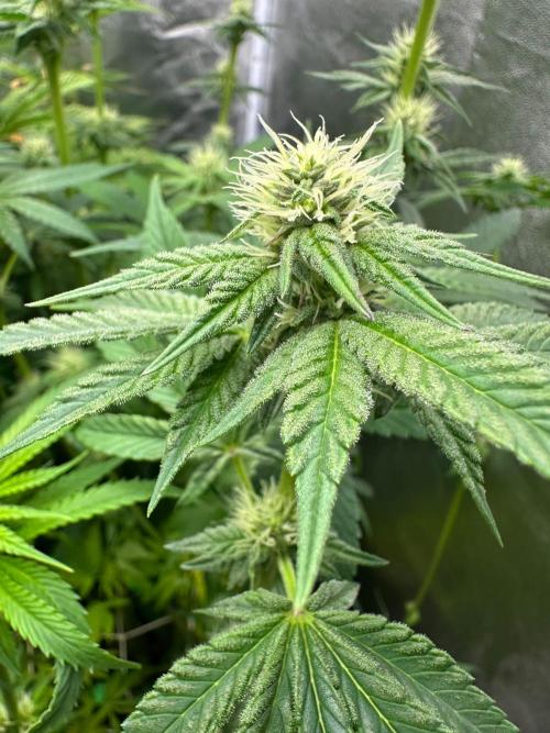 Blue Tropicana Milk. Week 9