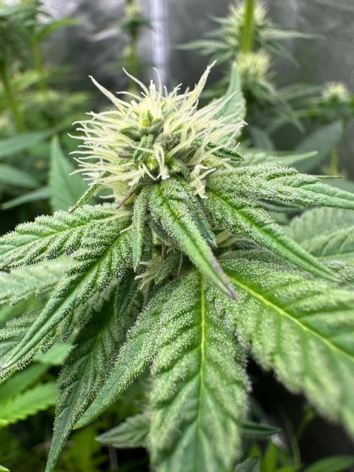 Blue Tropicana Milk. Week 9