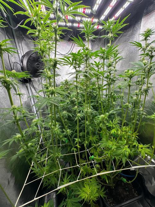 Blue Tropicana Milk. Week 9