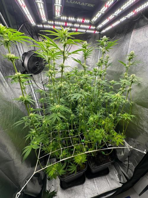 Blue Tropicana Milk. Week 9