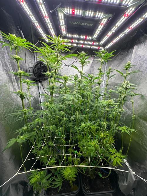 Blue Tropicana Milk. Week 9