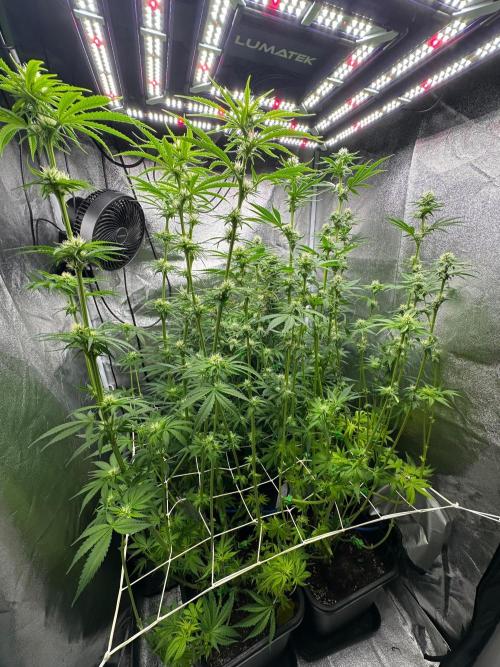 Blue Tropicana Milk. Week 9