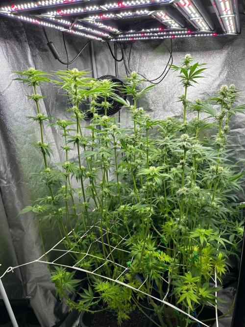 Blue Tropicana Milk. Week 9