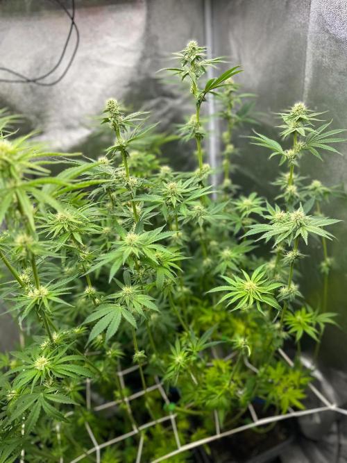 Blue Tropicana Milk. Week 9