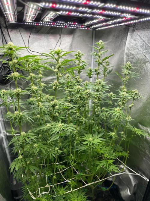 Blue Tropicana Milk. Week 9