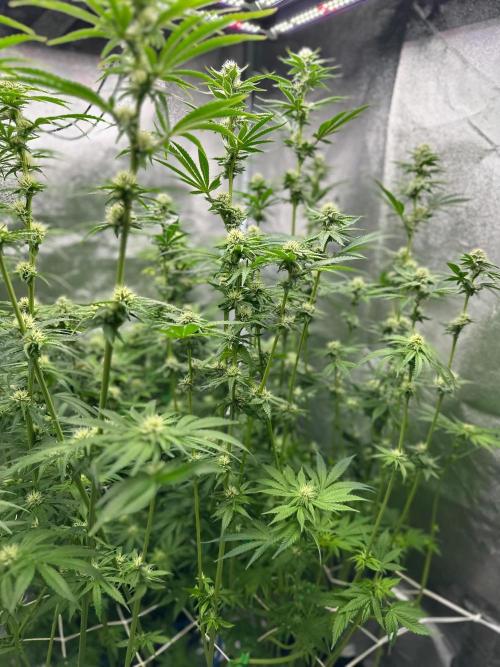 Blue Tropicana Milk. Week 9