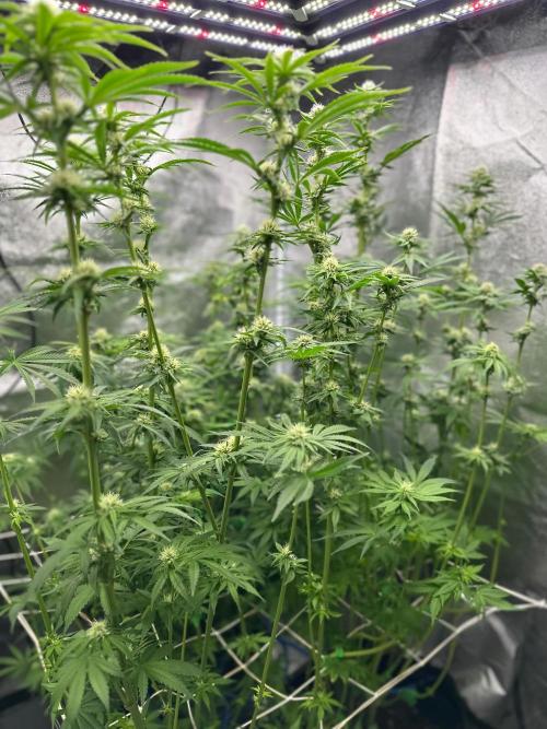 Blue Tropicana Milk. Week 9