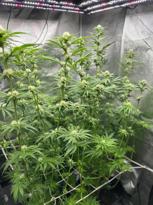 Blue Tropicana Milk. Week 9