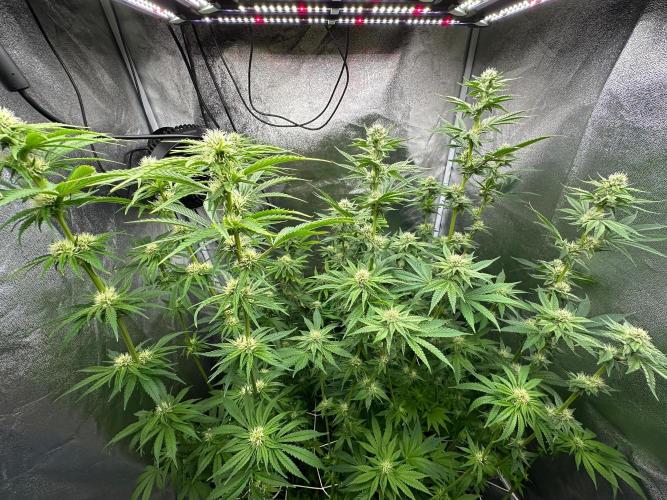 Blue Tropicana Milk. Week 9