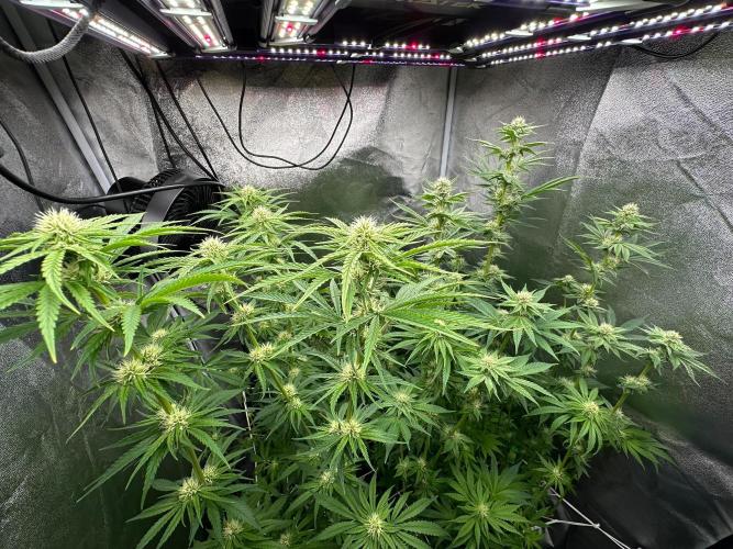 Blue Tropicana Milk. Week 9