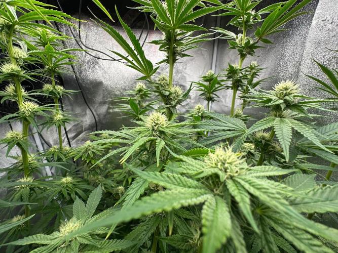 Blue Tropicana Milk. Week 9