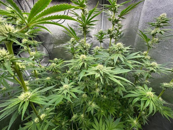 Blue Tropicana Milk. Week 9