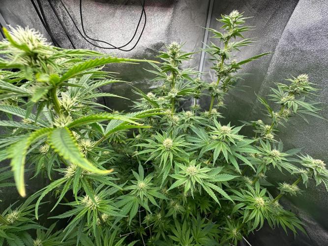 Blue Tropicana Milk. Week 9