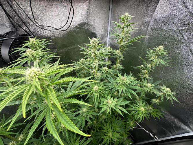 Blue Tropicana Milk. Week 9