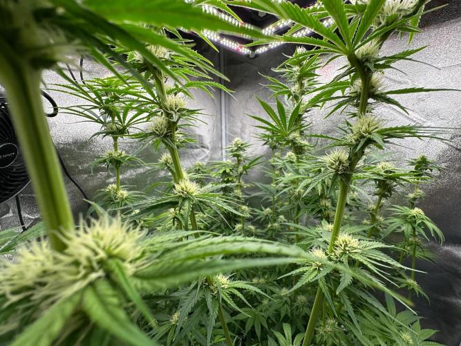 Blue Tropicana Milk. Week 9