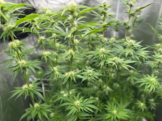 Blue Tropicana Milk. Week 9