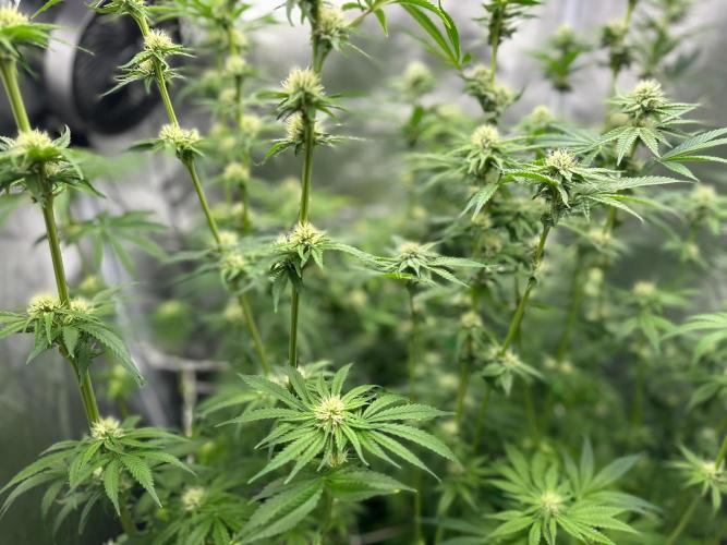 Blue Tropicana Milk. Week 9