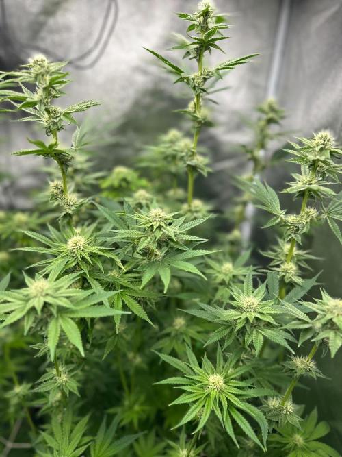 Blue Tropicana Milk. Week 9