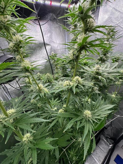 Blue Tropicana Milk. Week 10