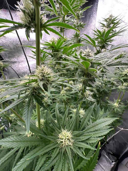 Blue Tropicana Milk. Week 10