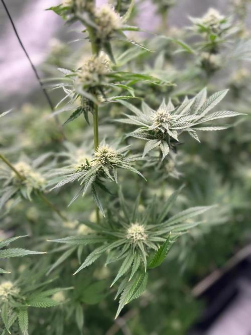 Blue Tropicana Milk. Week 10