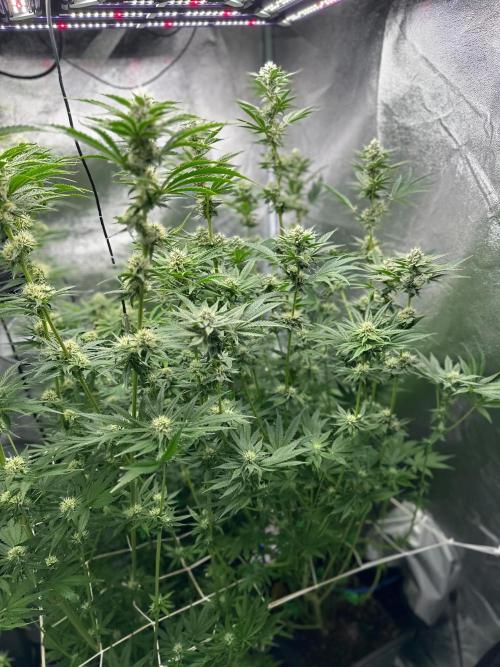 Blue Tropicana Milk. Week 10