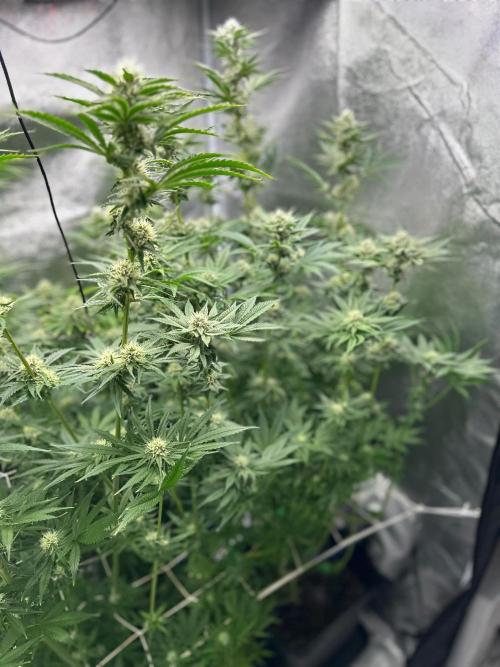 Blue Tropicana Milk. Week 10