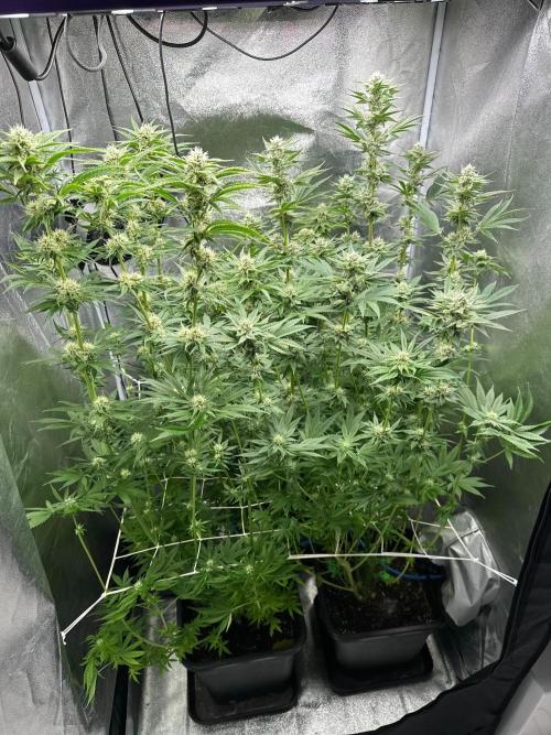 Blue Tropicana Milk. Week 10