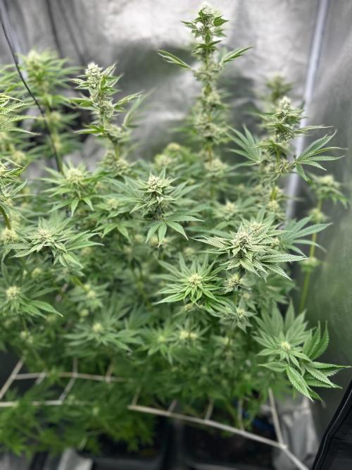 Blue Tropicana Milk. Week 10