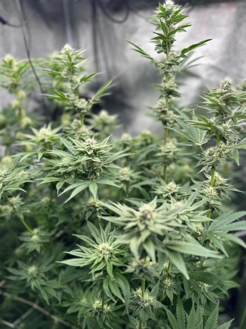 Blue Tropicana Milk. Week 10