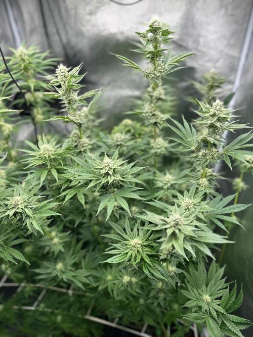 Blue Tropicana Milk. Week 10