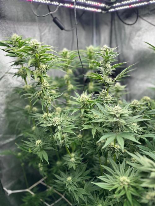 Blue Tropicana Milk. Week 10