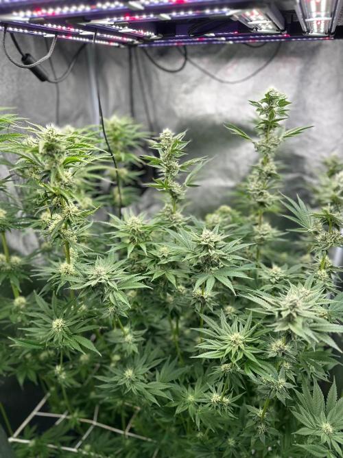 Blue Tropicana Milk. Week 10