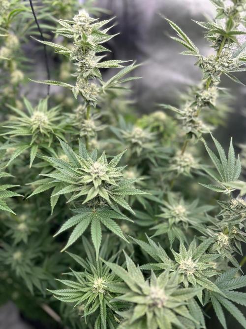 Blue Tropicana Milk. Week 10