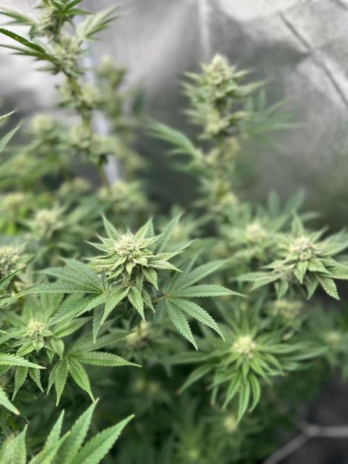 Blue Tropicana Milk. Week 10