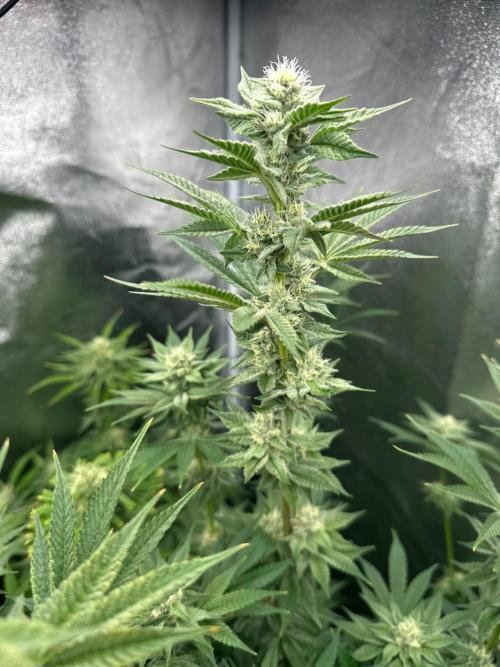 Blue Tropicana Milk. Week 10