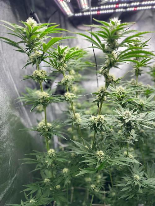 Blue Tropicana Milk. Week 10