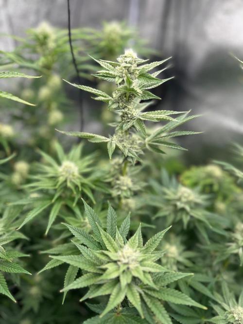 Blue Tropicana Milk. Week 10